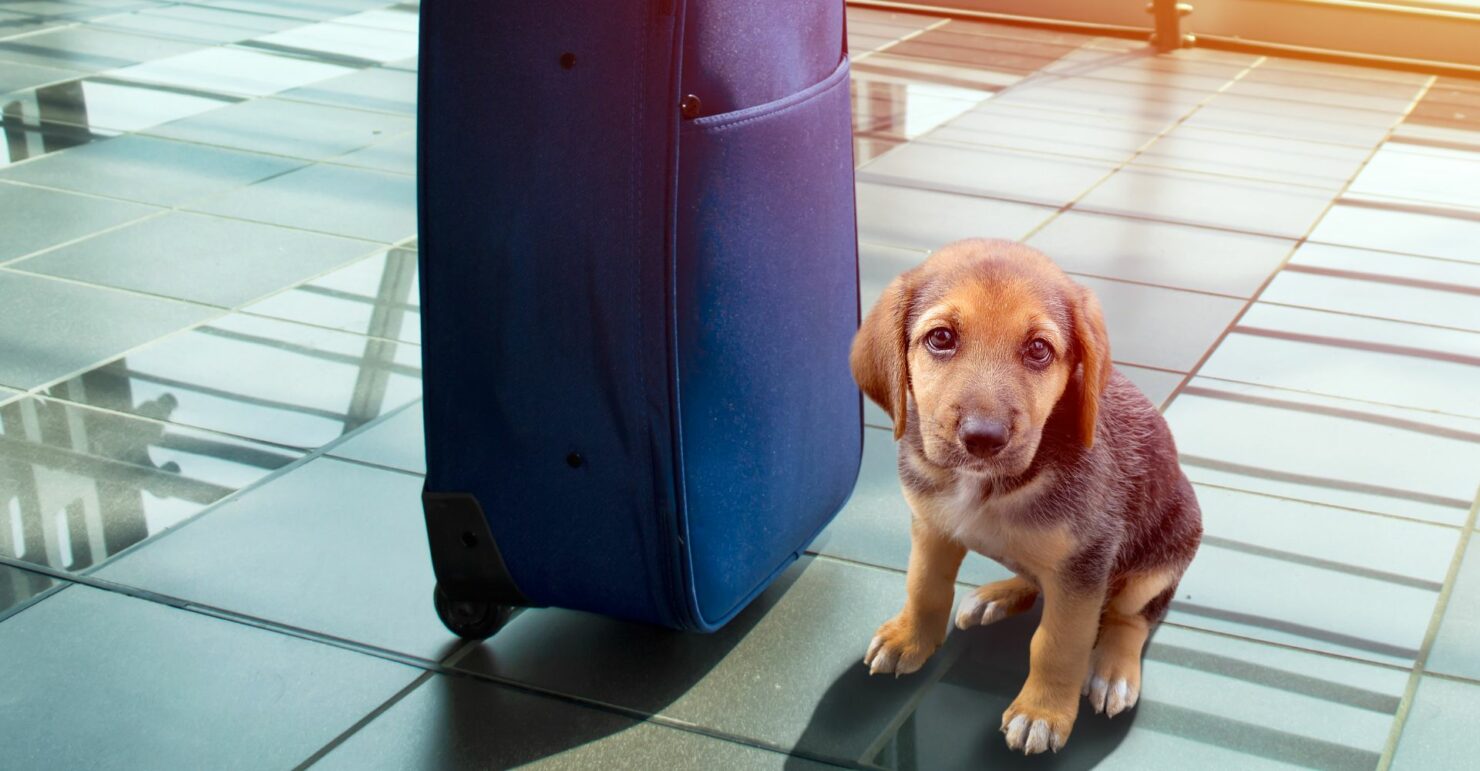 Travelling With Pets - Go To Guide
